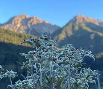 hotel-zirm-terrasse-edelweiss